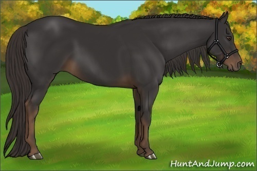 Horse Color:Liver Chestnut 