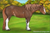 Horse Color:White Spotted Liver Chestnut 