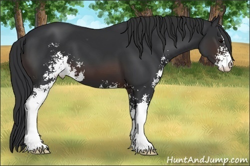 Horse Color:Brown Sabino Varnish 