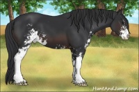 Horse Color:Brown Sabino Appaloosa 