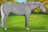 Horse Color:Silver Classic Champagne Chinchilla 