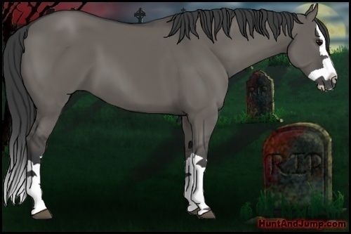 Horse Color:Grullo Splash 