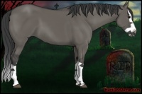 Horse Color:Grullo Splash 