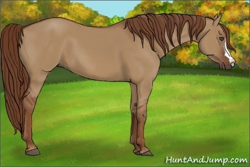 Horse Color:Red Dun