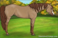 Horse Color:Red Dun 
