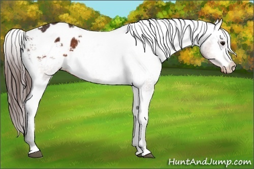 Horse Color:Bay Appaloosa 