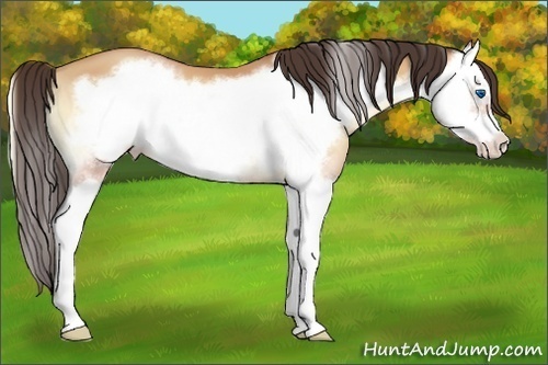 Horse Color:Amber Champagne Onyx Splash Frame 