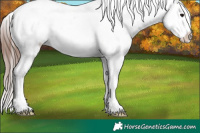 Horse Color:Brown Sabino Splash Tobiano Appaloosa 