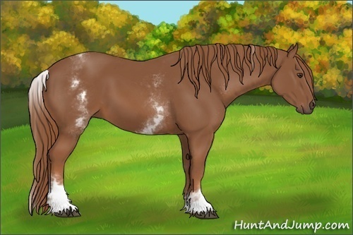 Horse Color:White Spotted Chestnut 