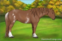 Horse Color:White Spotted Chestnut