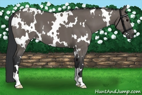 Horse Color:White Spotted Grullo
