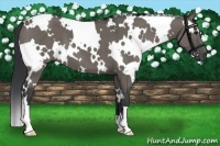 Horse Color:White Spotted Grullo