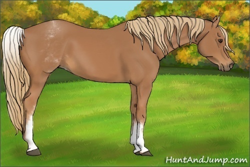 Horse Color:White Spotted Chestnut