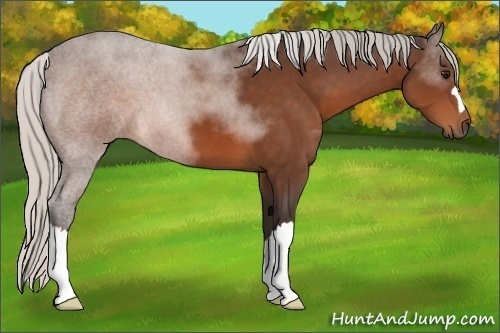 Horse Color:Silver Bay 