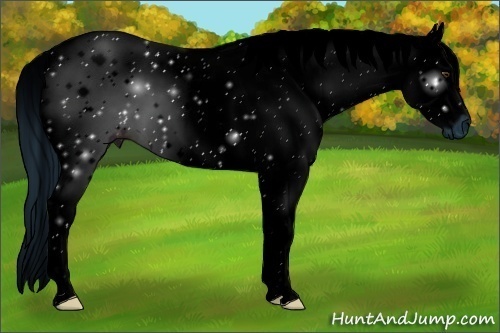 Horse Color:ERROR: UNKNOWN ANOMALY