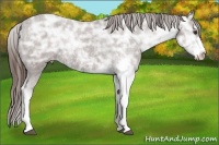 Horse Color:Liver Chestnut Ice Sabino Varnish 