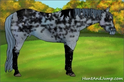 Horse Color:ERROR: UNKNOWN ANOMALY