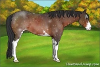 Horse Color:Bay Sabino 