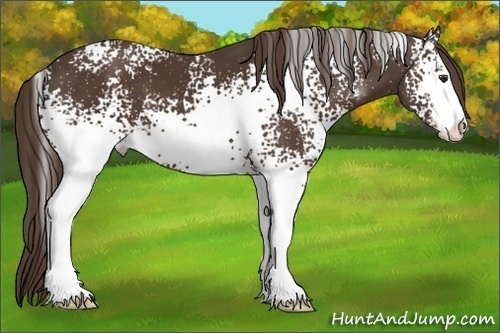 Horse Color:White Spotted Liver Chestnut Sabino