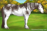 Horse Color:White Spotted Liver Chestnut Sabino 