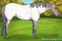 Horse Color:Brown Appaloosa 