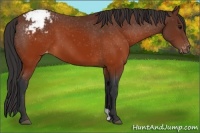 Horse Color:Brown Appaloosa