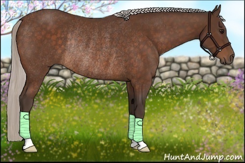 Horse Color:Silver Bay Rabicano