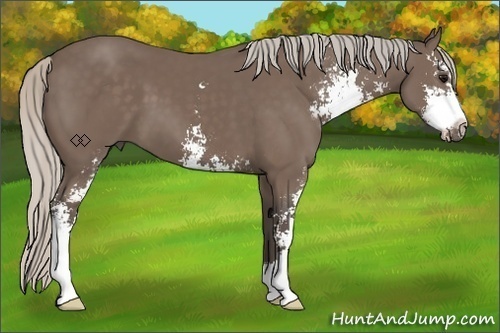 Horse Color:Silver Black Sabino 