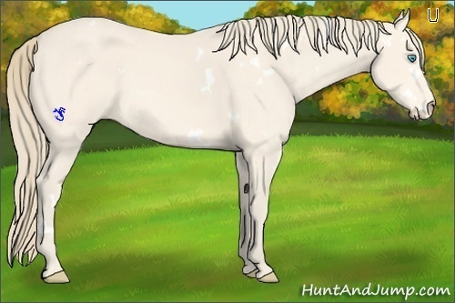 Horse Color:White Spotted Perlino 