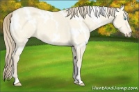 Horse Color:White Spotted Perlino Dun 