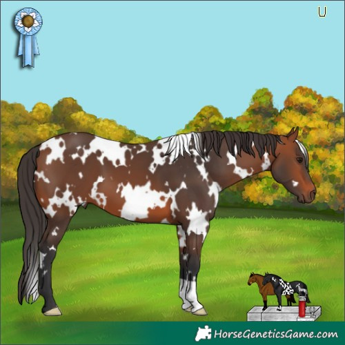 Horse Color:White Spotted Bay 