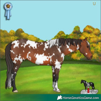 Horse Color:White Spotted Bay 