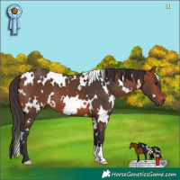 Horse Color:White Spotted Bay