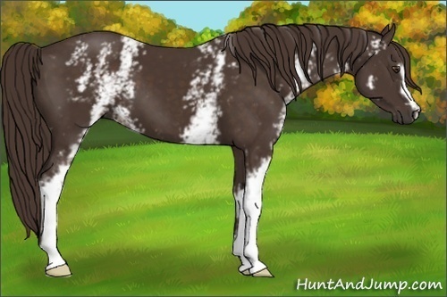 Horse Color:White Spotted Liver Chestnut 