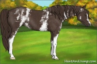 Horse Color:White Spotted Liver Chestnut