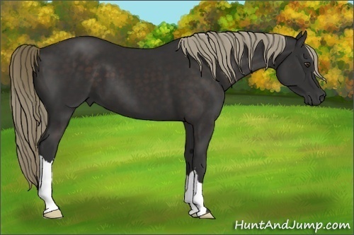 Horse Color:Liver Chestnut 
