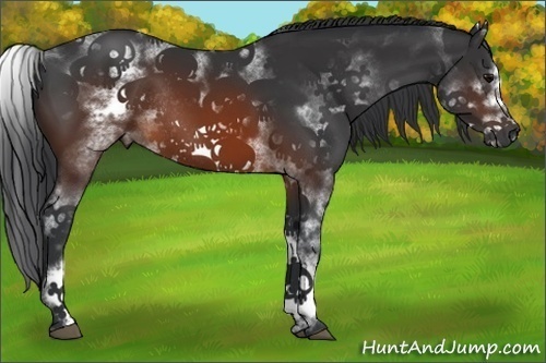 Horse Color:White Spotted Brown Frame Rabicano 