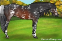 Horse Color:White Spotted Brown Frame Rabicano