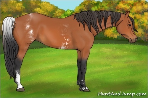 Horse Color:White Spotted Bay 