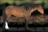 Horse Color:Buckskin 