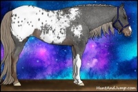 Horse Color:Liver Chestnut Appaloosa 