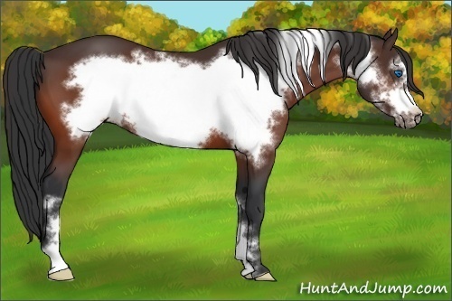 Horse Color:Bay Frame