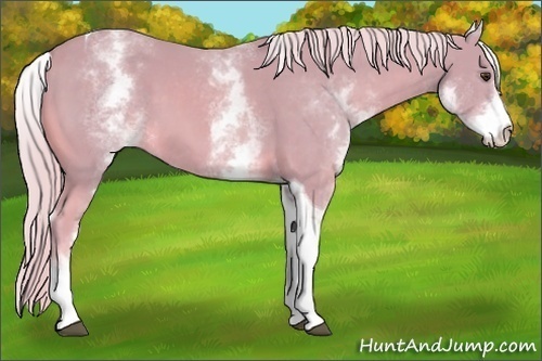 Horse Color:Watercolor White Spotted Palomino Tobiano 