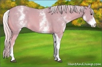 Horse Color:Watercolor White Spotted Palomino Tobiano 