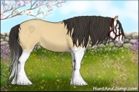 Horse Color:Buckskin Dun Splash