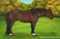 Horse Color:Bay Rabicano 