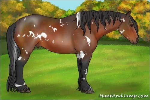 Horse Color:White Spotted Bay 