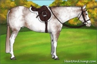 Horse Color:White Spotted Chestnut Splash 