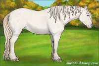 Horse Color:Smoky Creme Roan Dun 