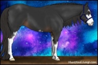 Horse Color:Liver Chestnut Sabino 